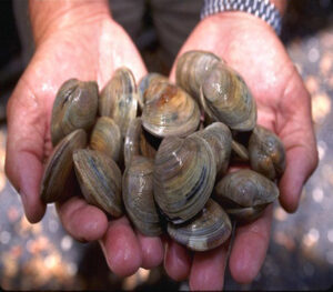 Two open hands full of wet hardshell clams