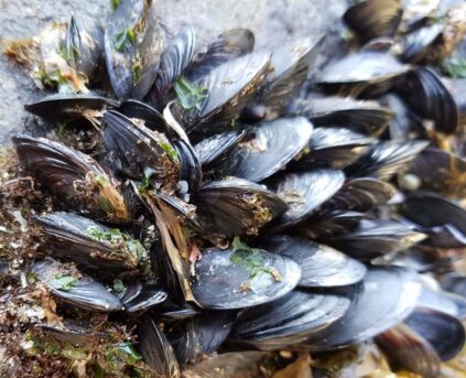 Cluster of blue mussels attached to rock with green and brown seaweed mixed in