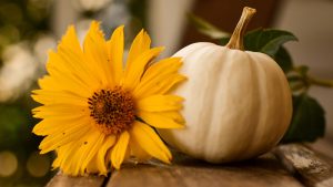 Sunflower and pumpkin