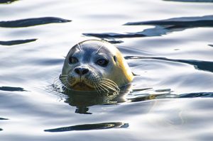 Seal in water