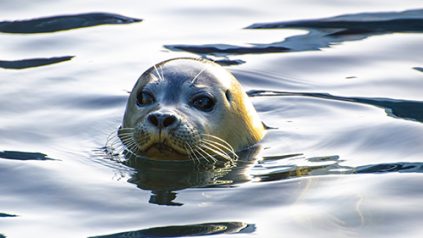 Seal in water