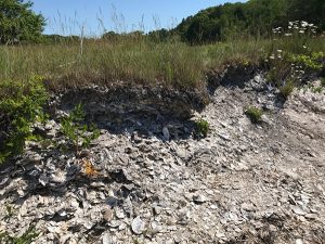 Eroding shell heap