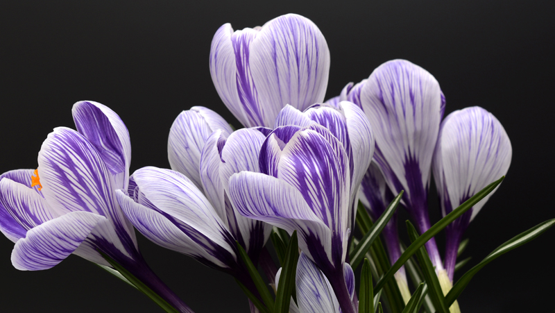 Spring crocus