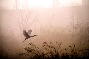 Egret at sunrise