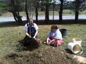 Tree planting on the UMaine campus