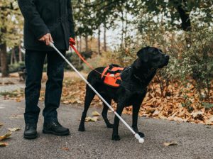 Service dog