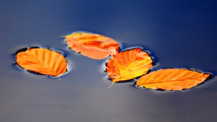 Fall leaves floating on water