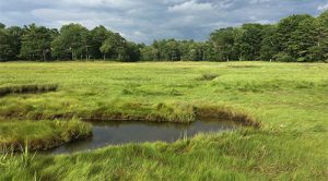 Talk – Marshes for Maine’s Future – Turning the tide on marsh loss in Maine – UMaine Calendar – University of Maine