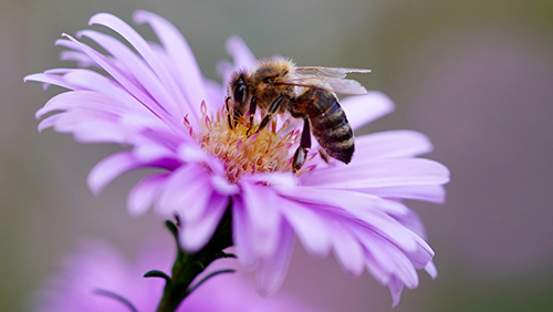 Bee collecting pollen on pink flower