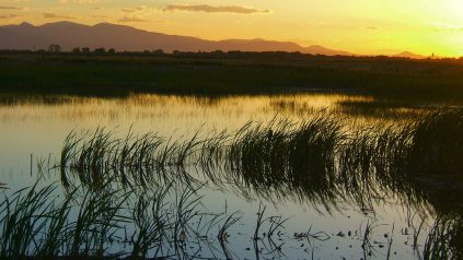 Marsh at sunset