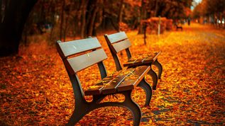 Benches surrounded by fall leaves