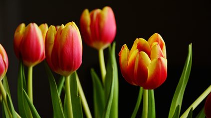 Bunch of red and yellow tulips