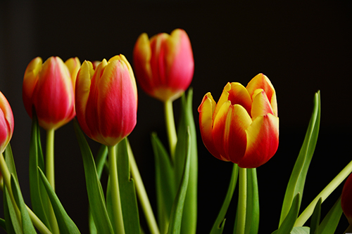 Bunch of red and yellow tulips