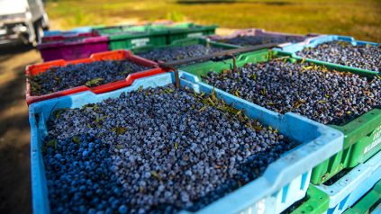 Pallets of blueberries