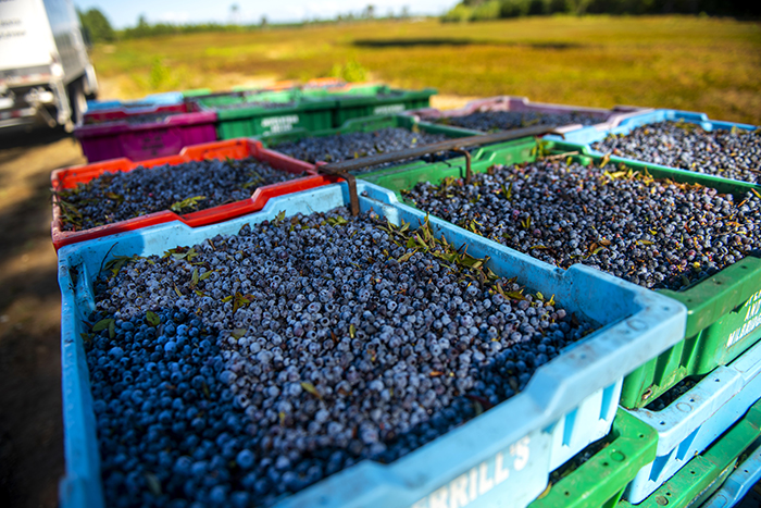 Pallets of ripe blueberries