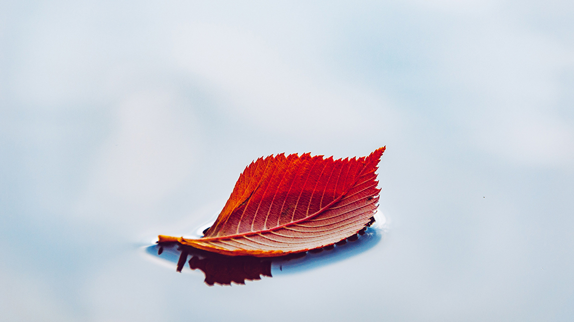 Single leaf floating on water