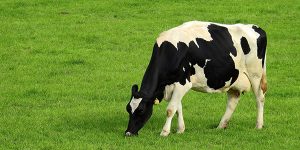 Cow in meadow