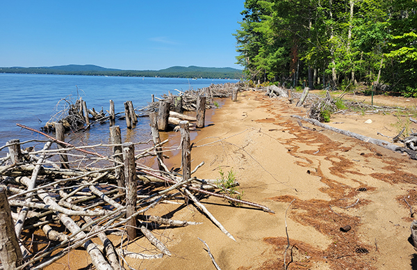 Living shoreline on Sebago Lake