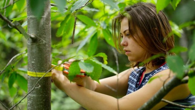 intern measuring a tree