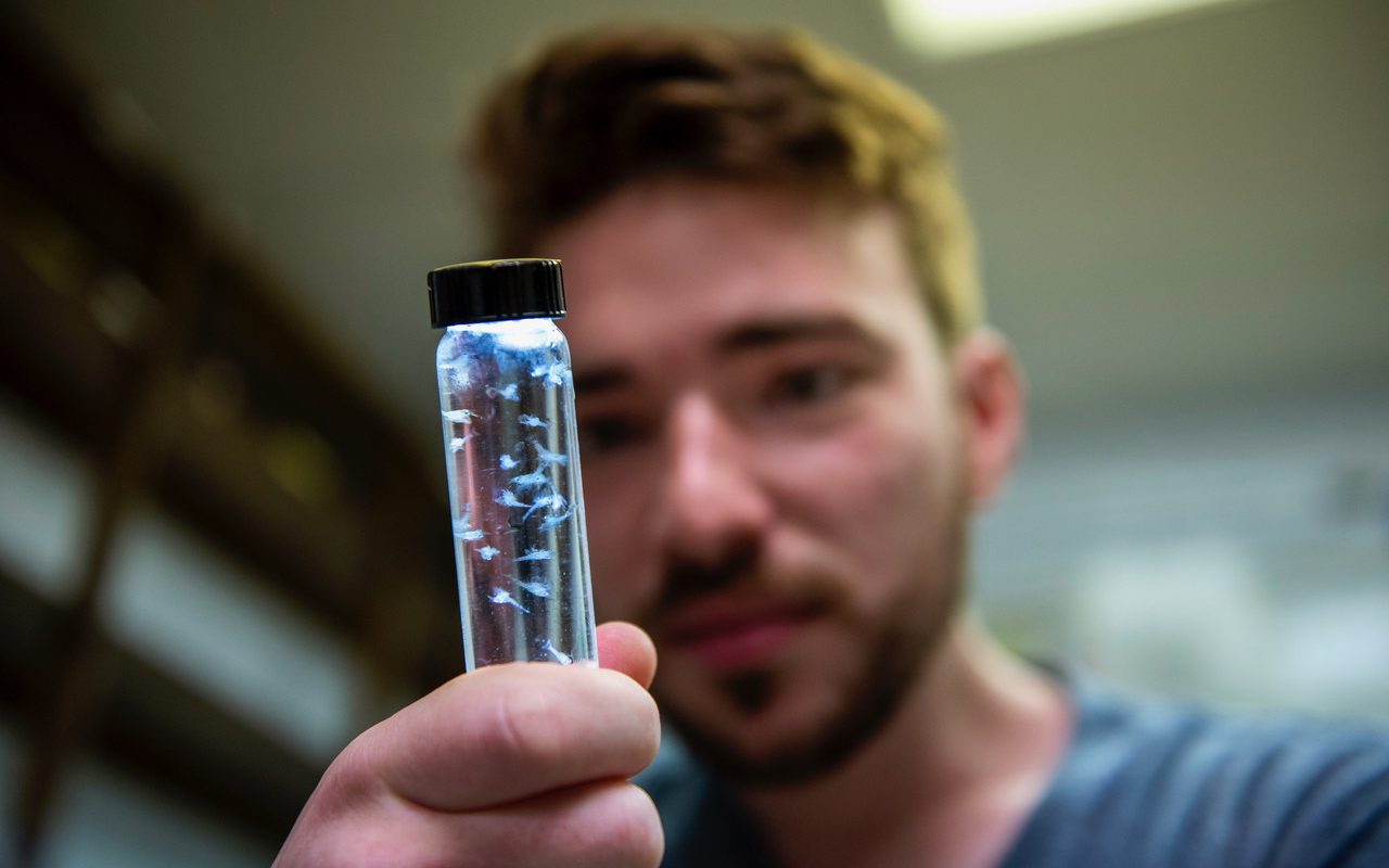 A photo of a student holding a larval lobster sample in a test tube