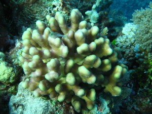 Stylophora pistillata at Myrmidon Reef, Great Barrier Reef