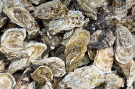 Oysters up close