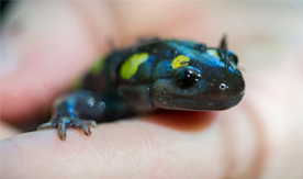 salamander