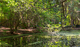 vernal_pool