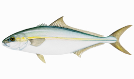 california yellowtail