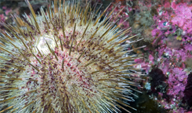 Green sea urchins