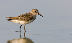 Sandpiper