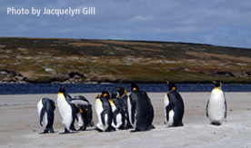 Falkland Islands