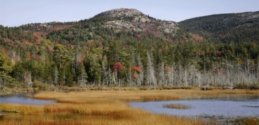 Tidal marsh