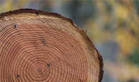 Tree rings