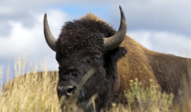 Bison