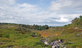 blueberry field