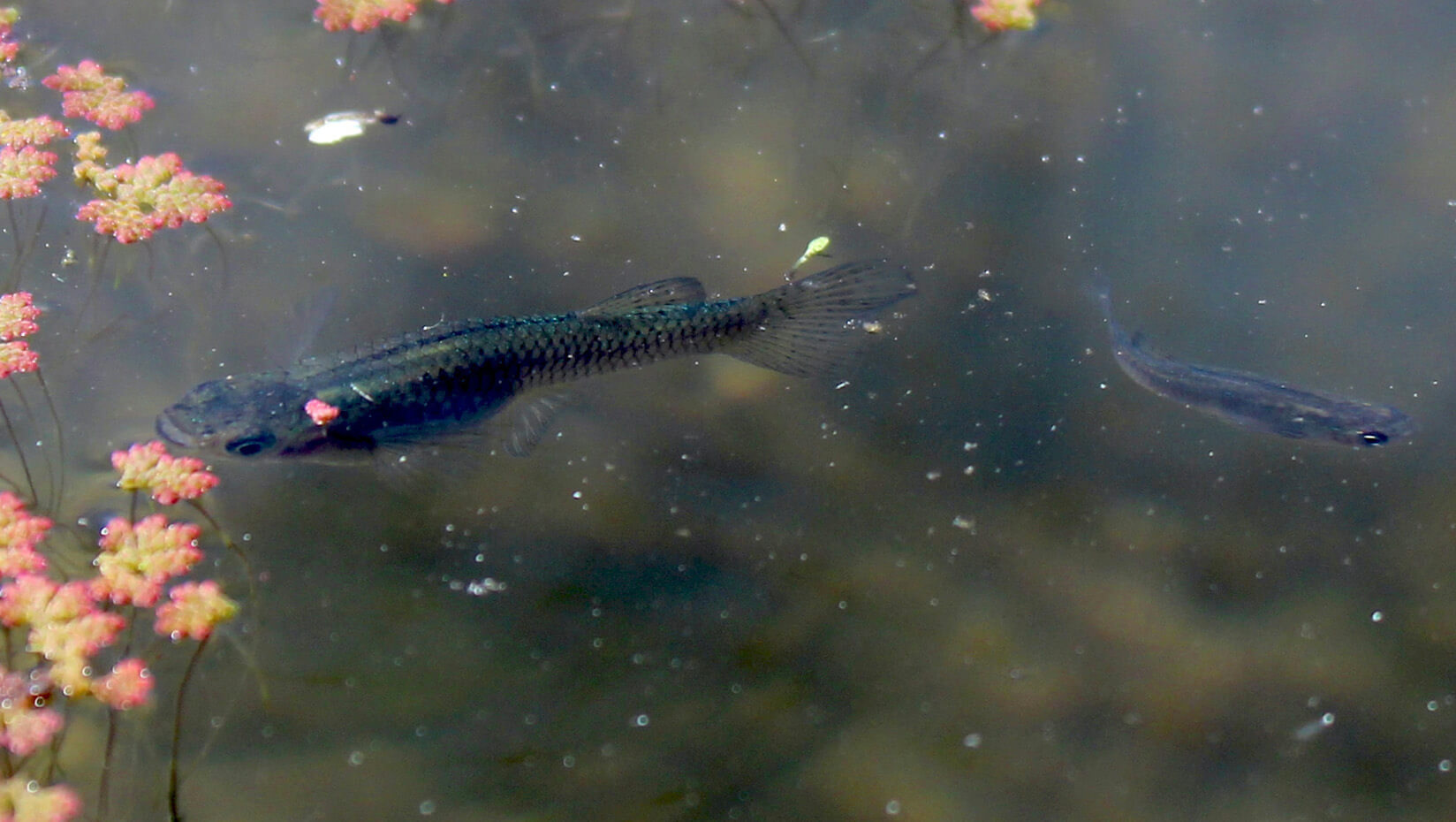 Mosquitofish