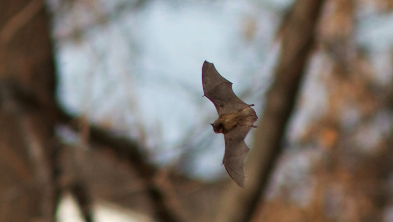 Bat flying in the woods