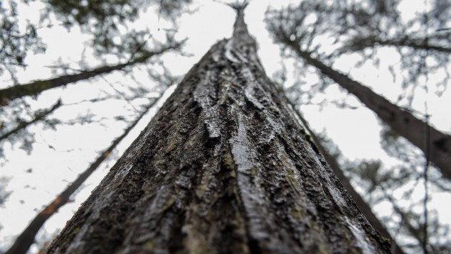 Tallest American chestnut tree in North America discovered in Lovell ...