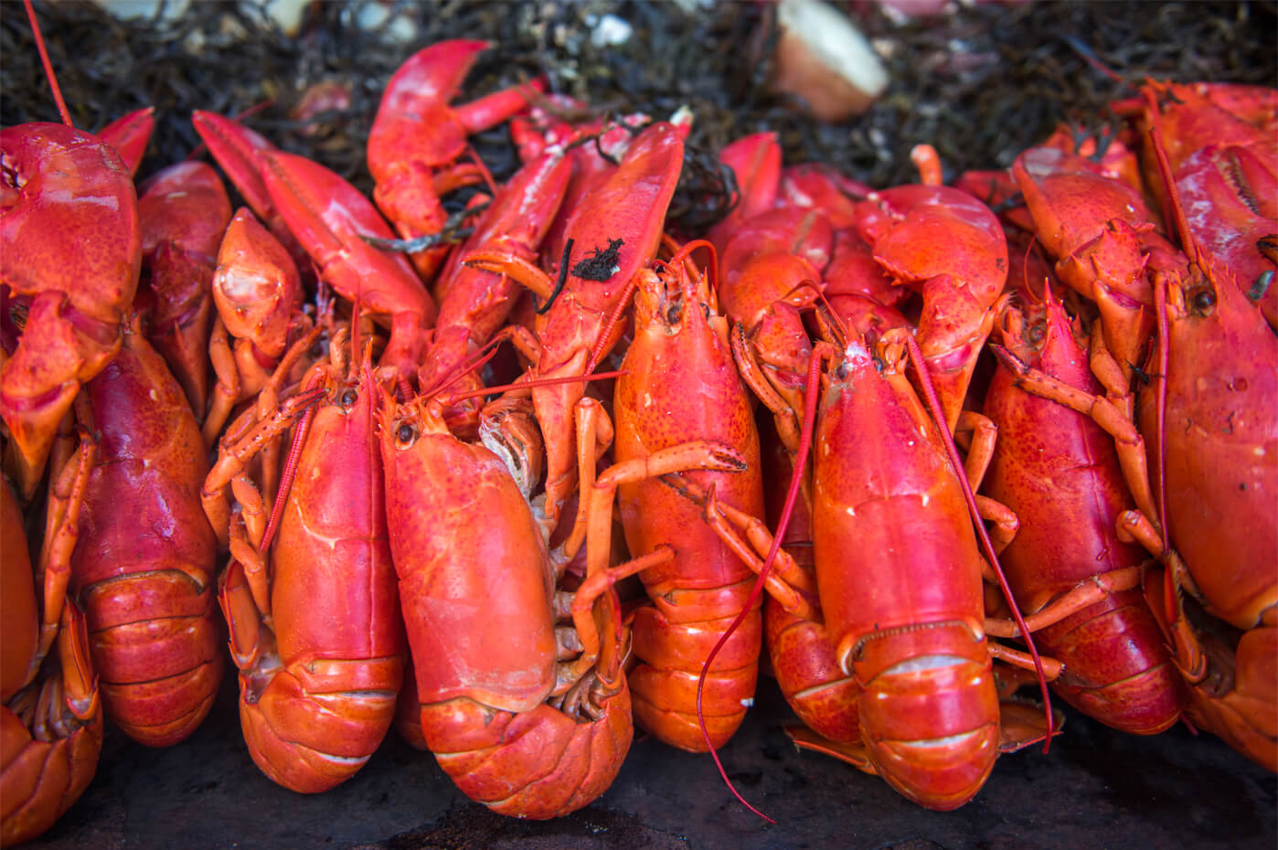 Researchers study lobster shell disease to protect Maine’s ...