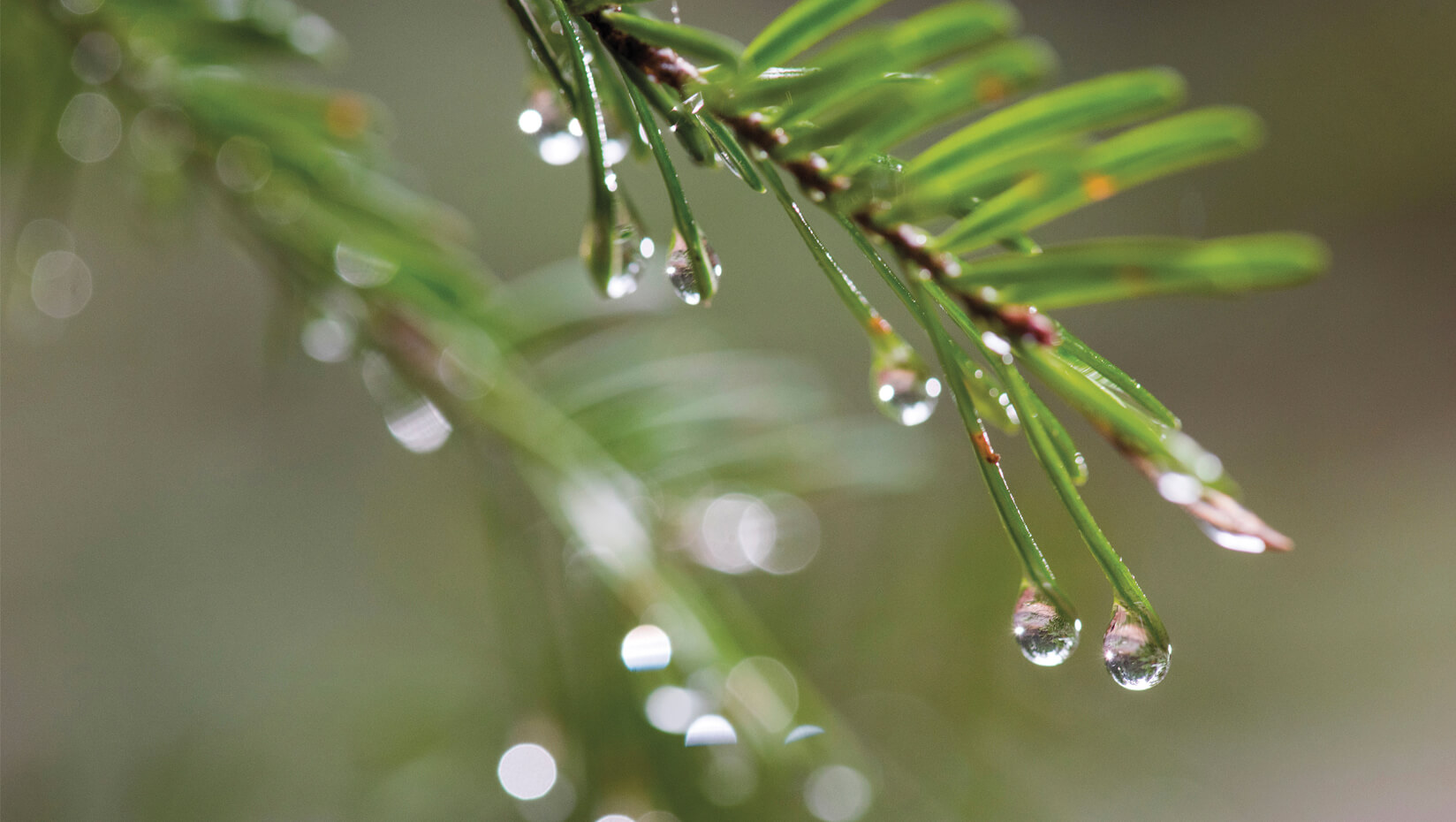 tree needles with water drop
