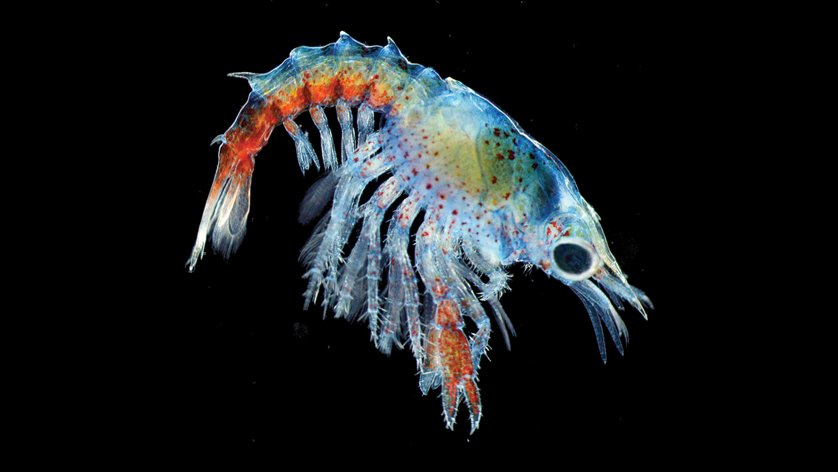 Lobster larva