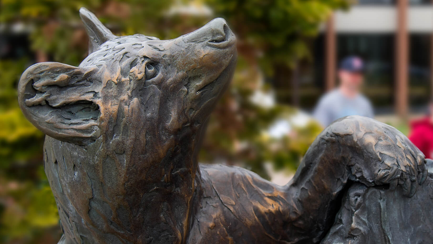 Bear statue on UMaine's campus