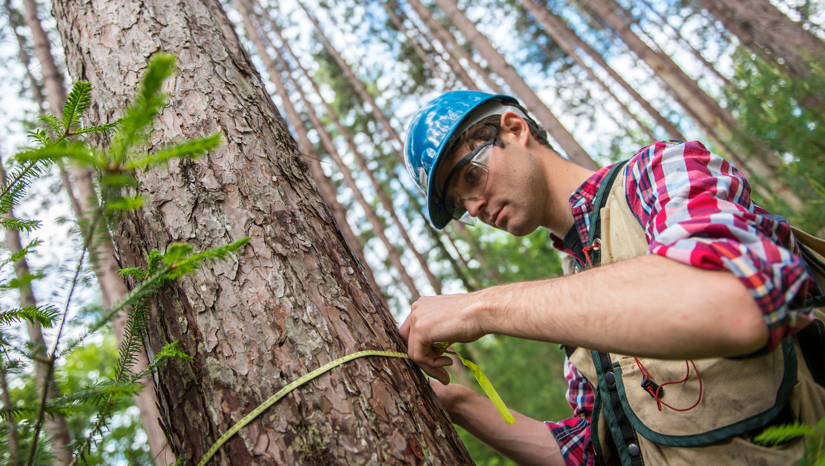 Man in forest measuring a tree's circumference