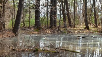 Vernal pool in a forest