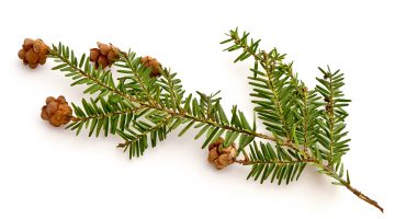 Eastern hemlock branch with pinecones