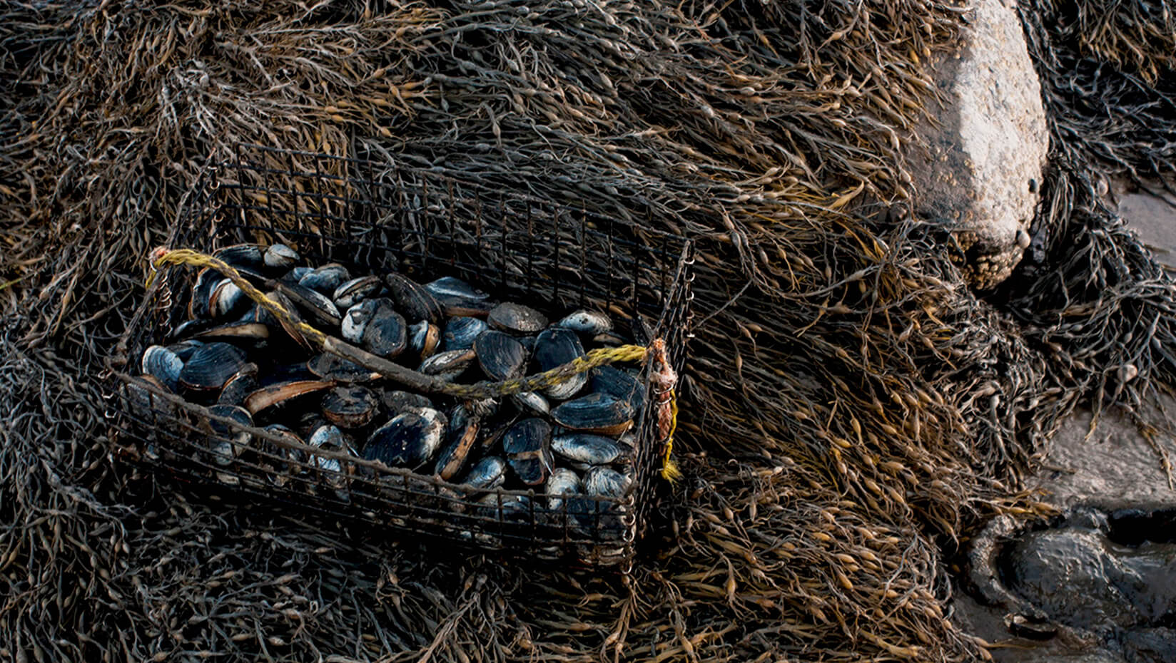 Clams in a basket sitting on seaweed