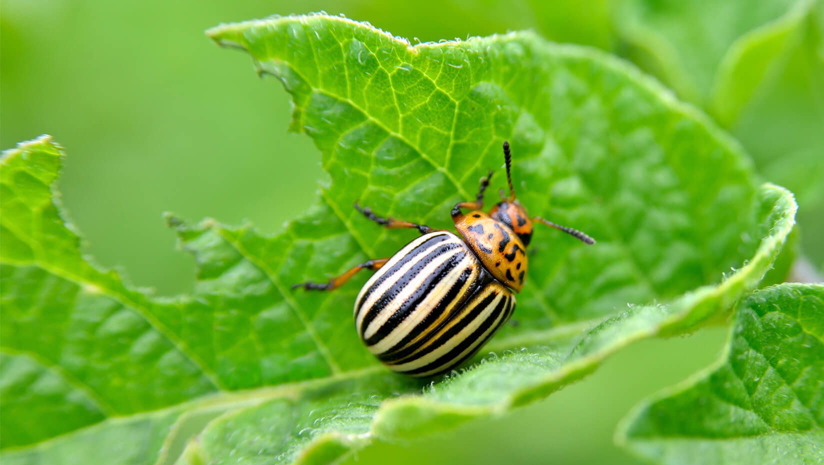 potato bugs