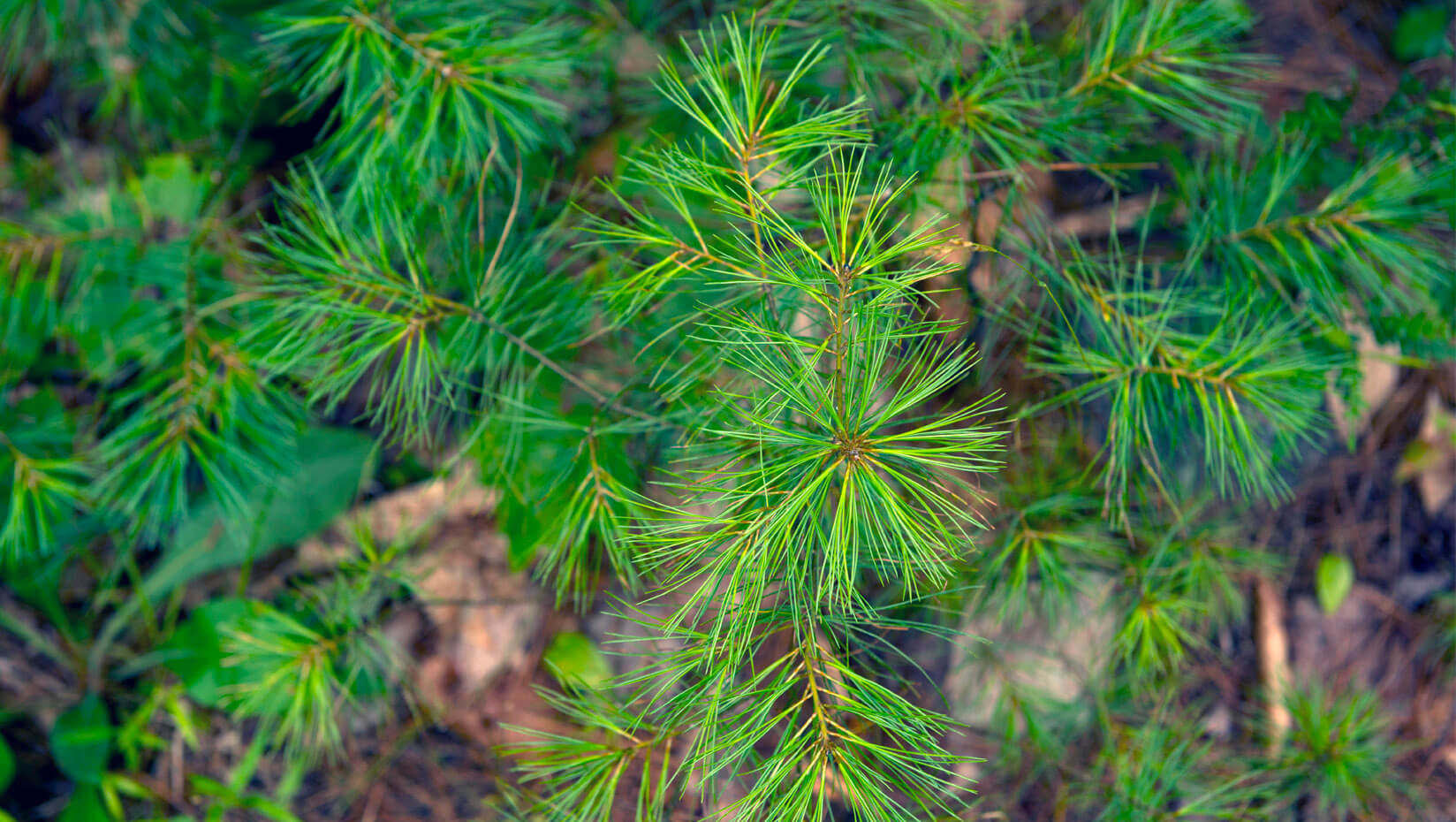 Eastern white pine