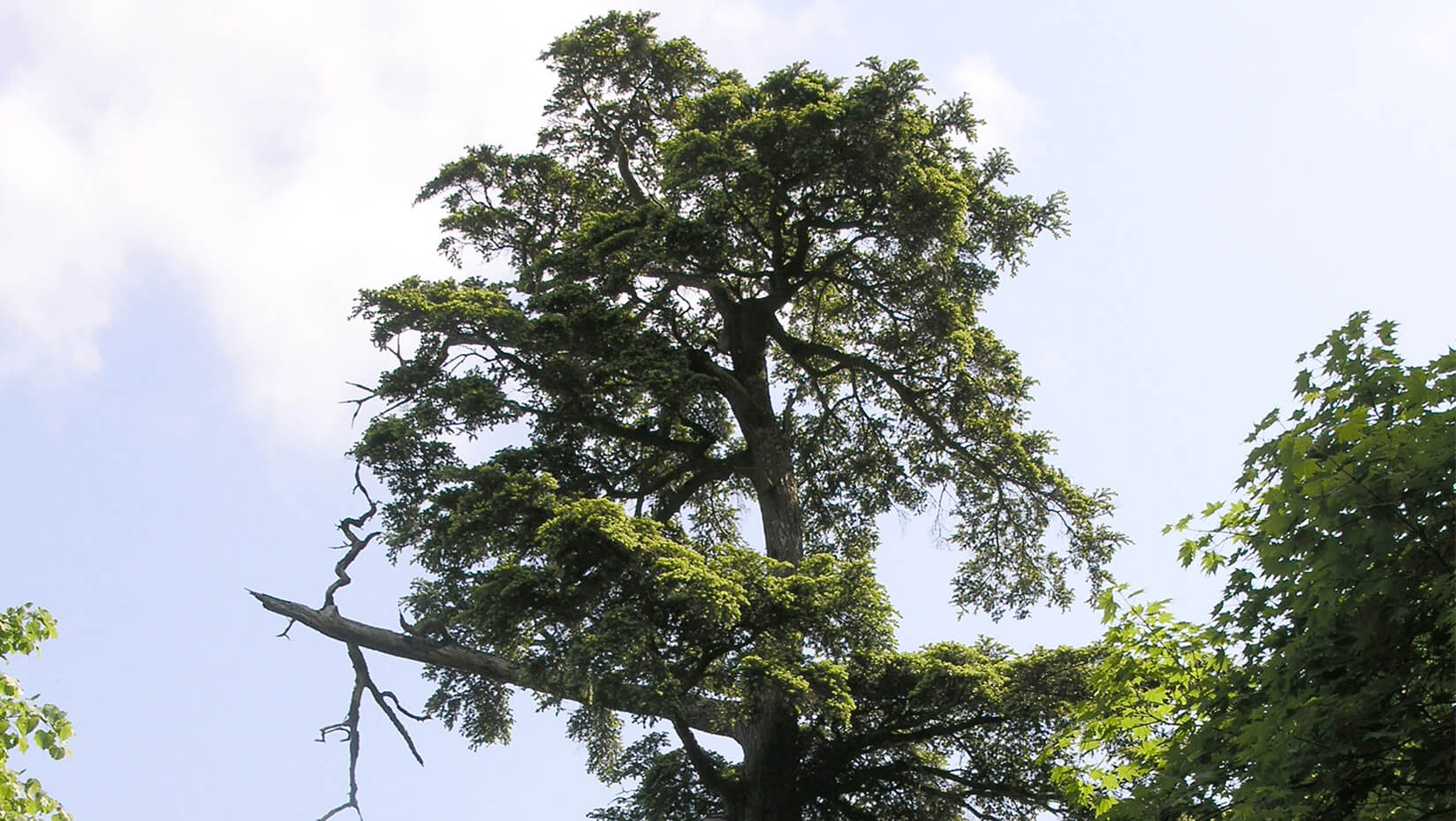 Hemock tree